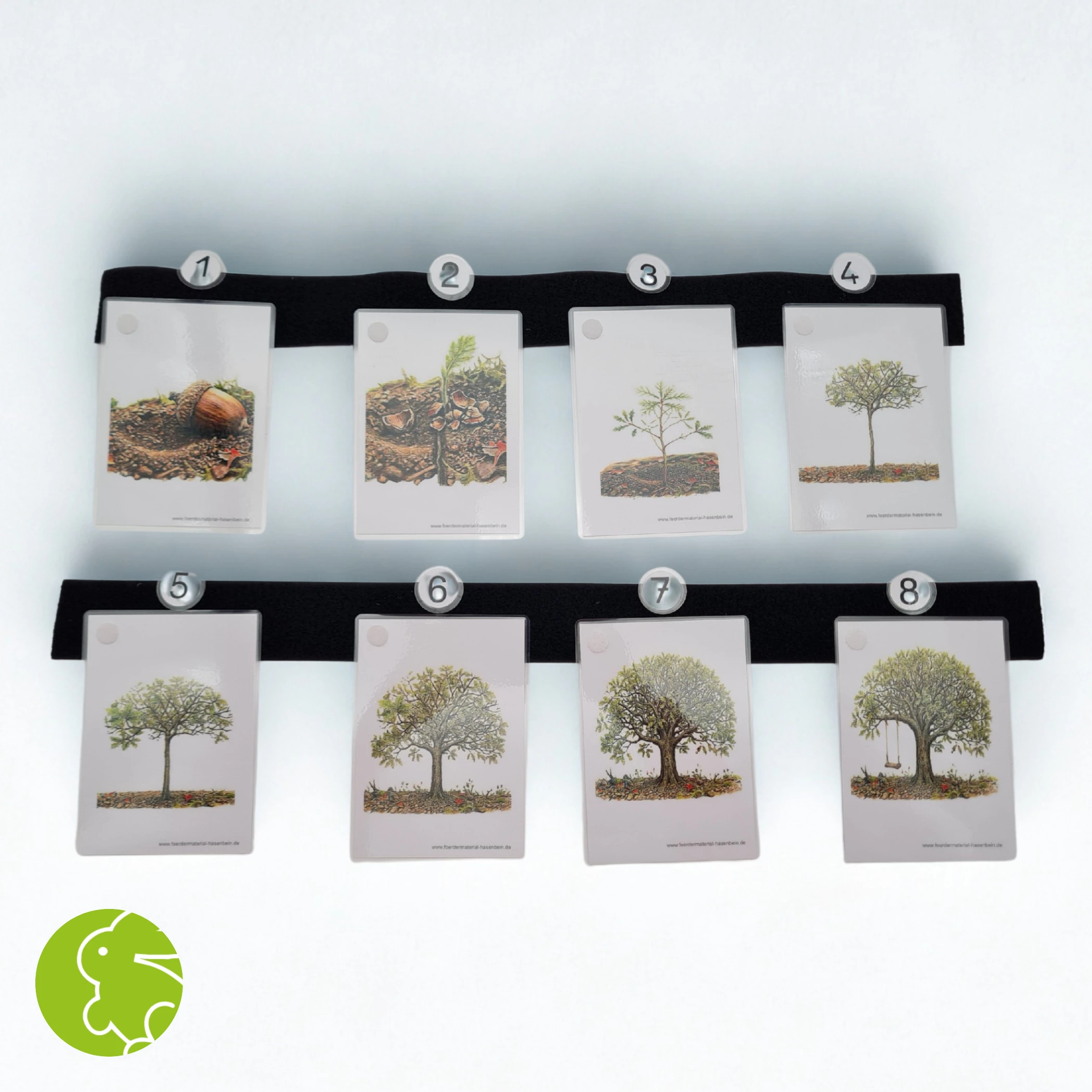 Bilderfolge "Ein Baum wächst"